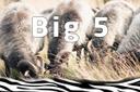 Big 5 Tiere