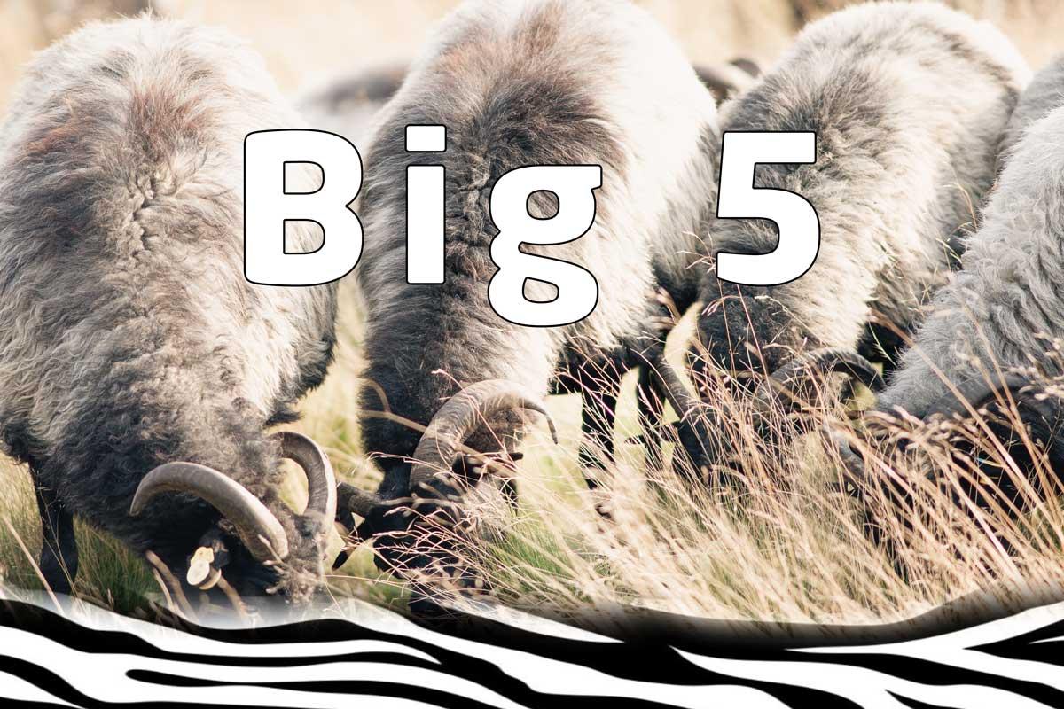 Big 5 Tiere