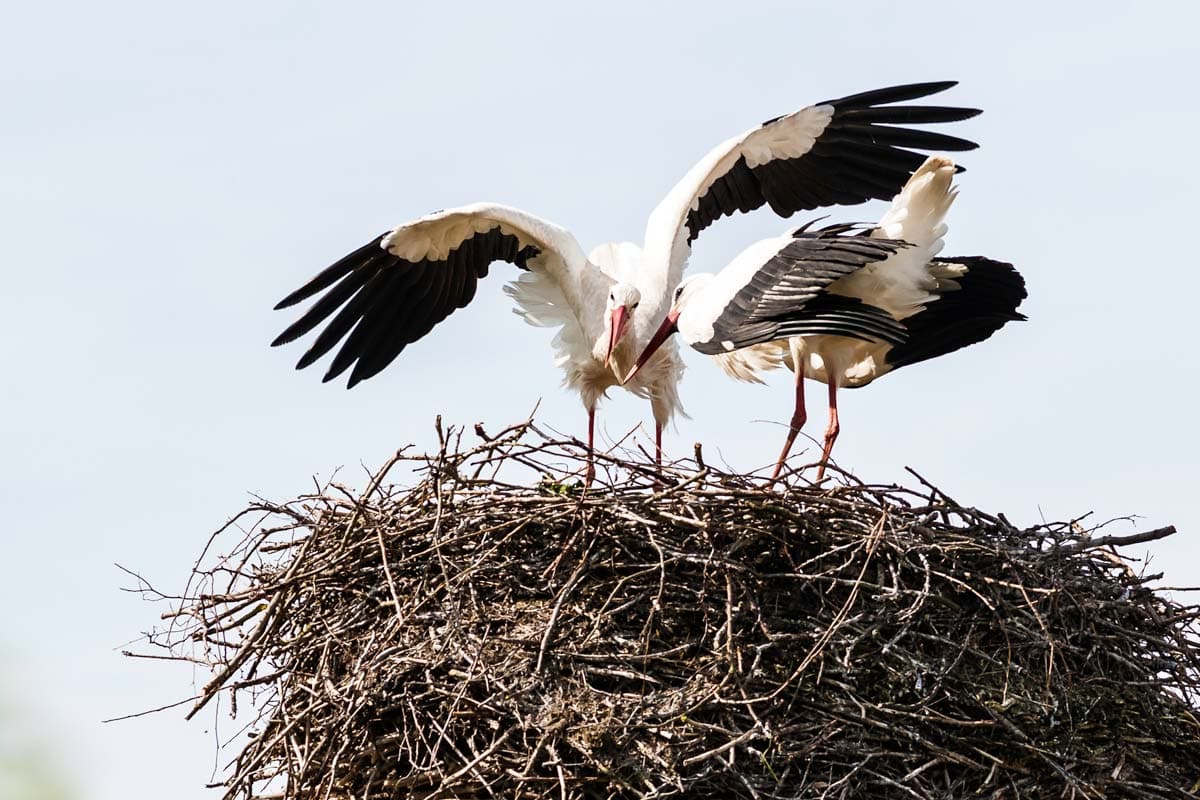 Storchennest in Essel mit Storch