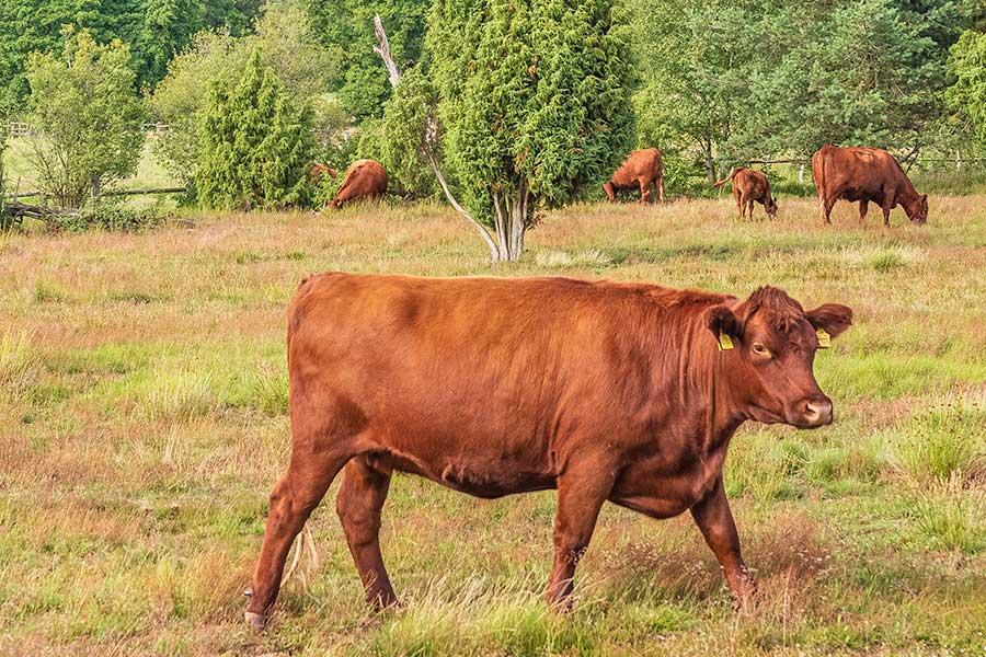 Rote Kühe in der Heide- die Wilseder Roten