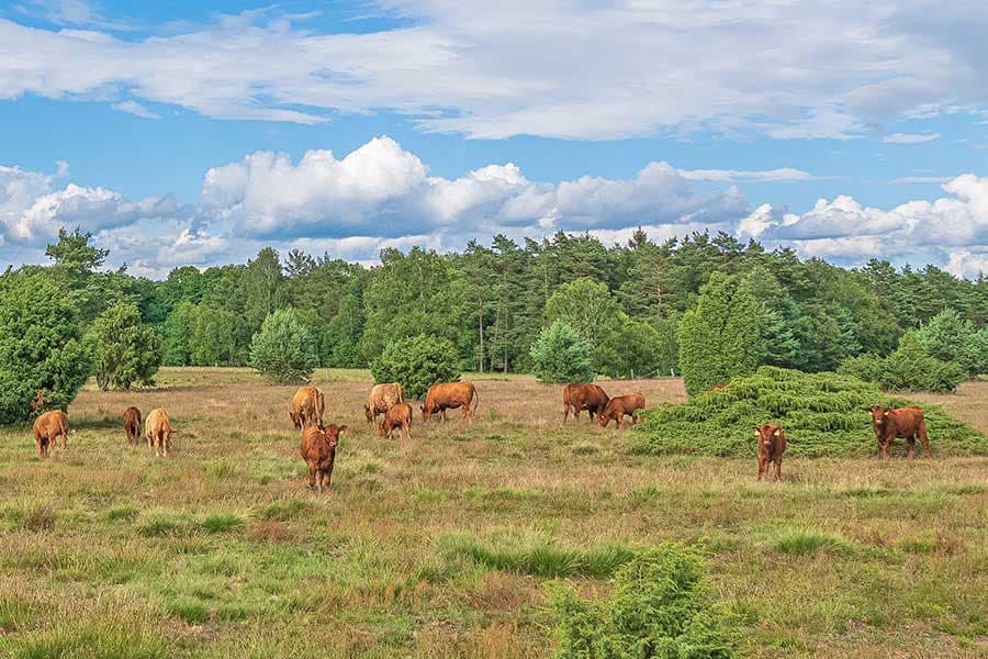 Die Wilseder Roten pflegen die Heide