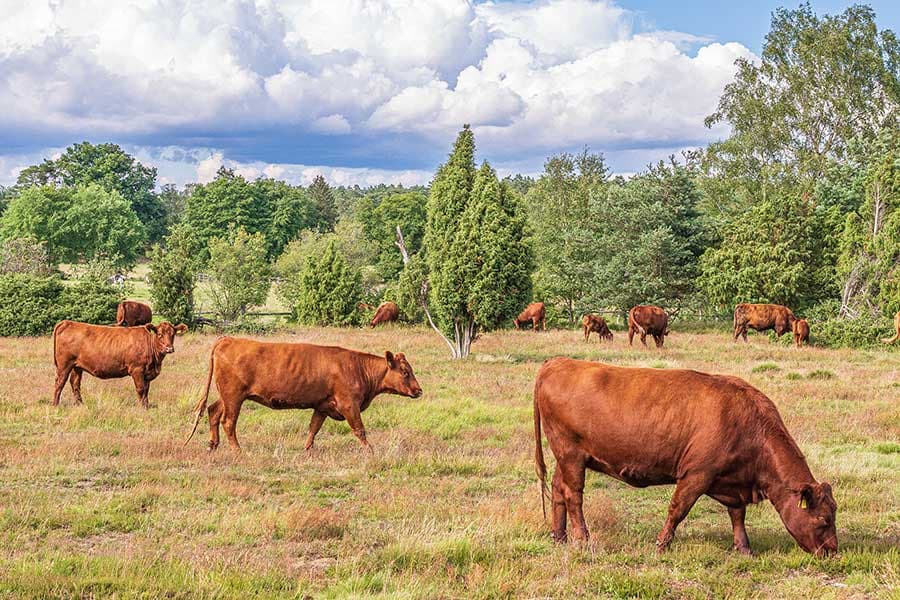 Wilseder Rote Rinder in der Heide