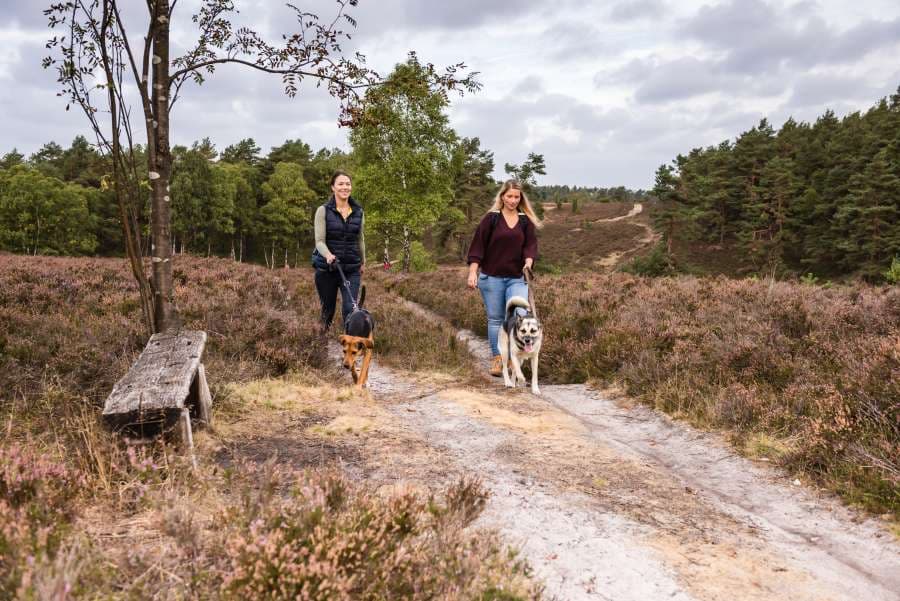 Lange Spaziergänge mit Hund sind hier möglich.