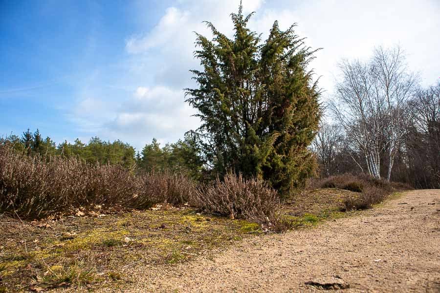 Ein heidetypischer Wacholder am Auberg