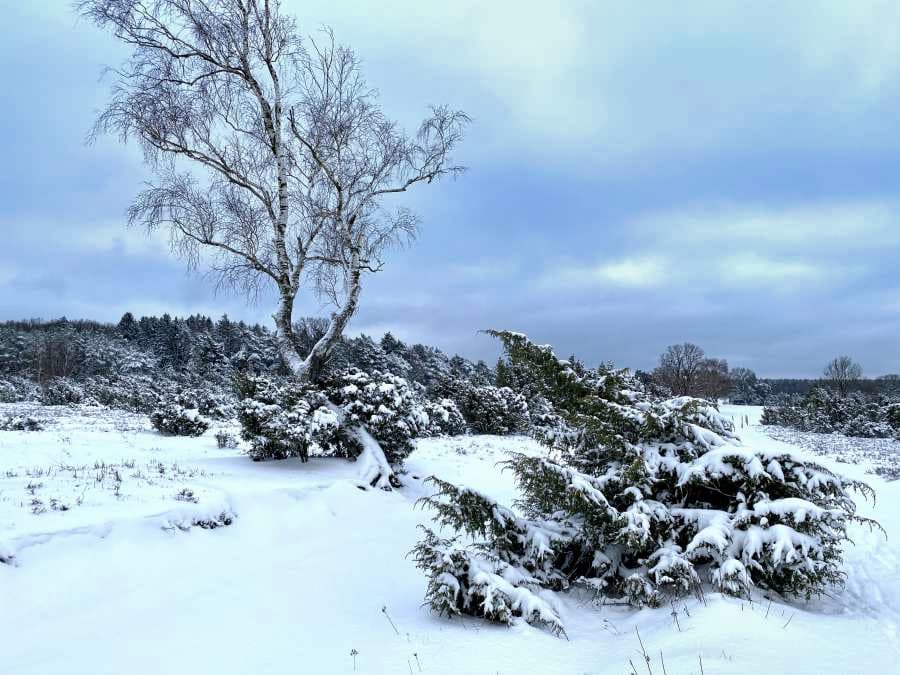 Bizarr gewachsene Birken am Wegesrand