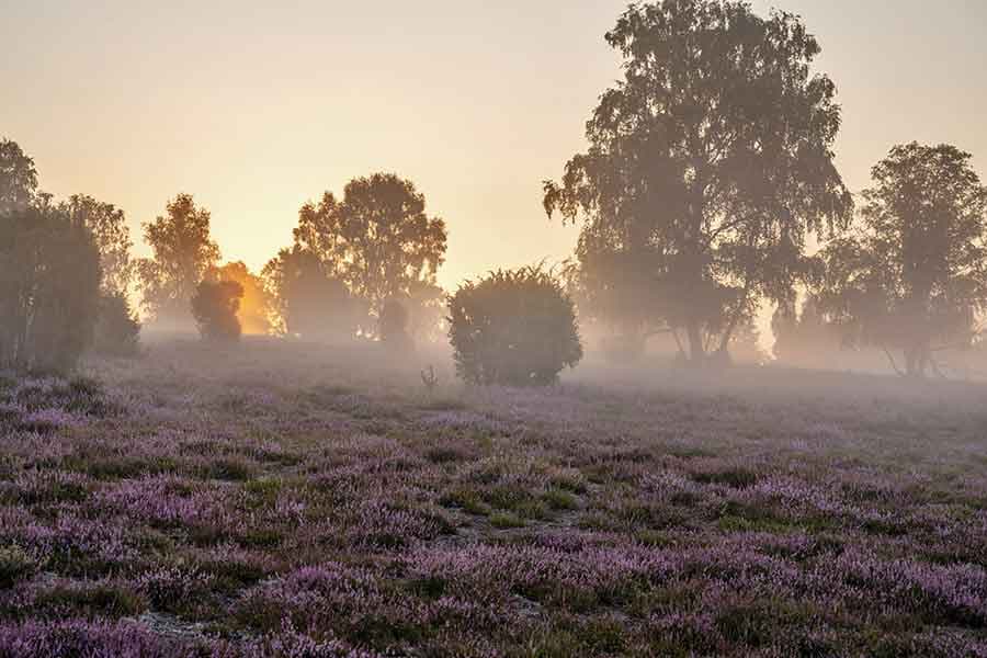 Heideflächen in der Lüneburger Heide