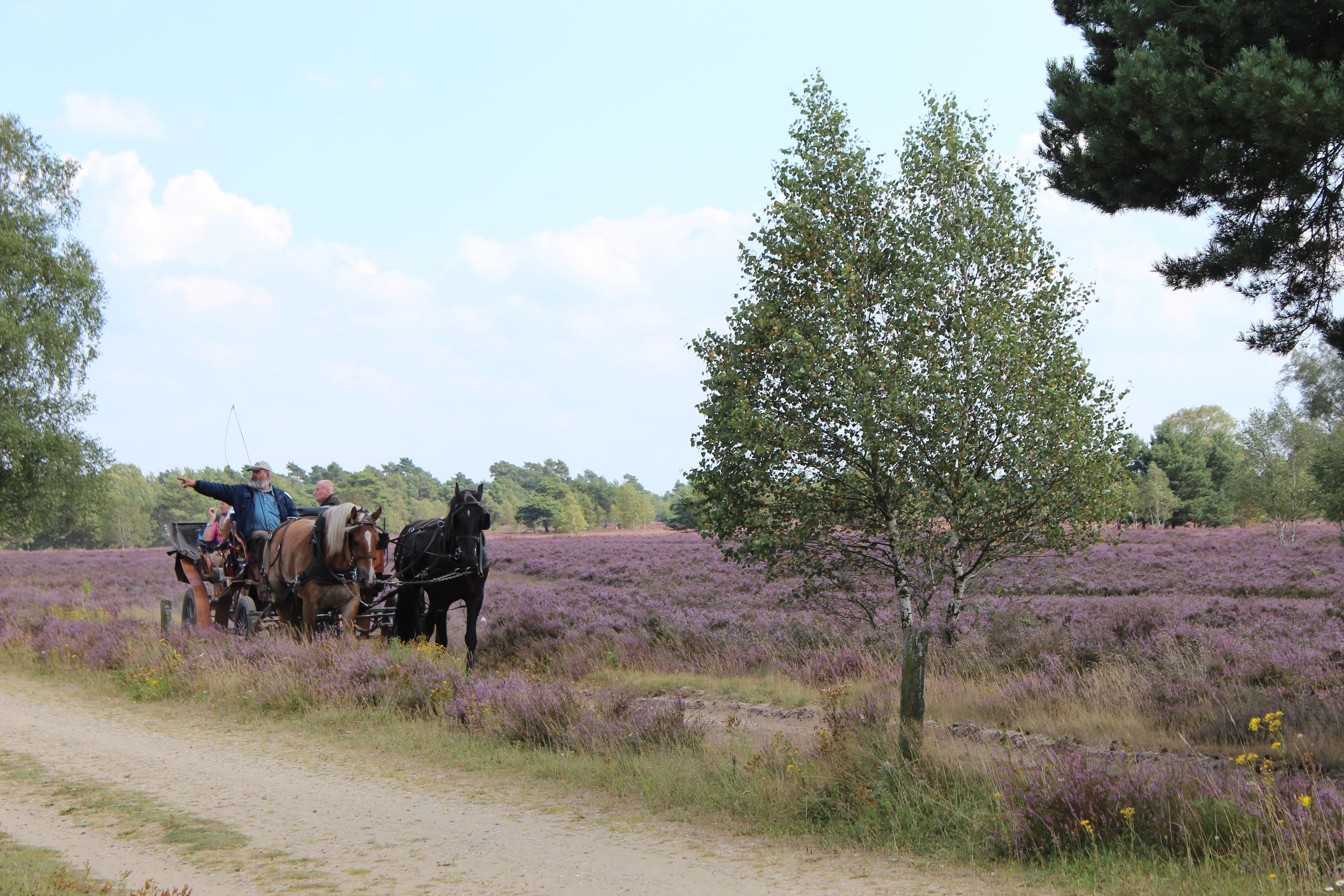 Kutschfahrt zum Schäfer in die Heide