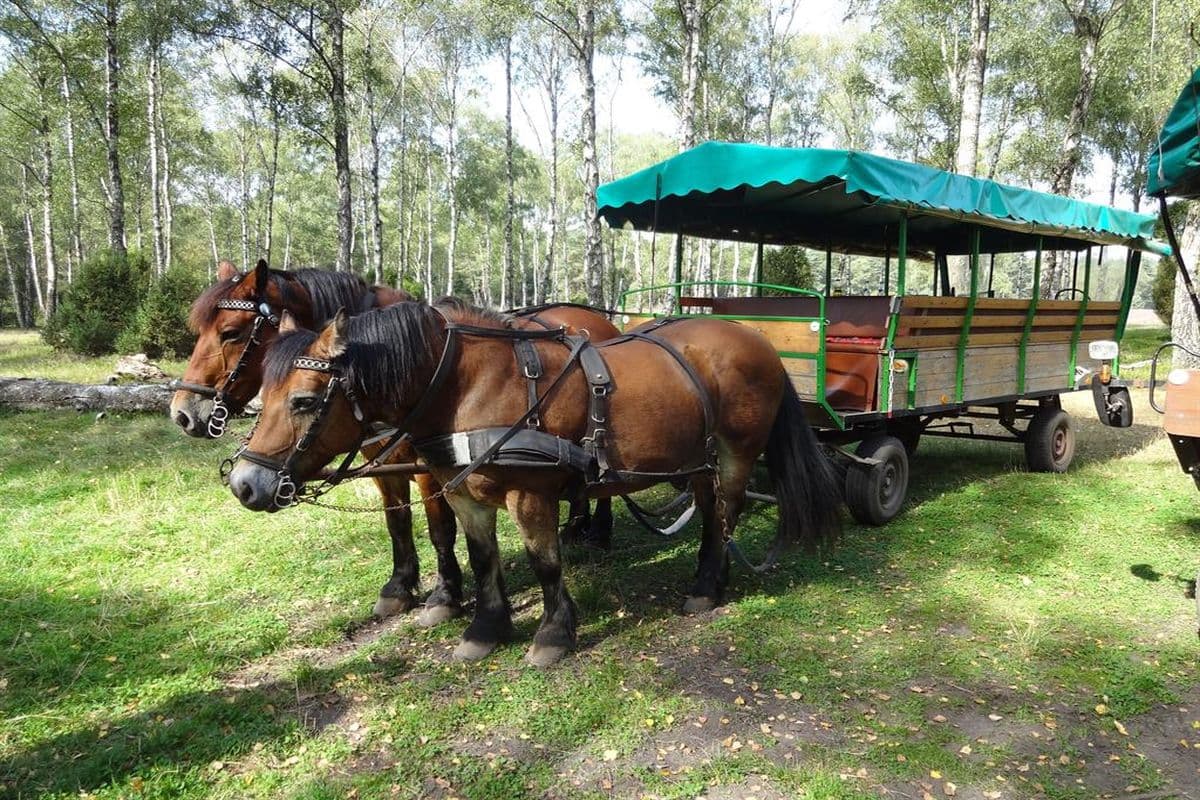 Kutschfahrt nach Wiechel in die Oberoher Heide