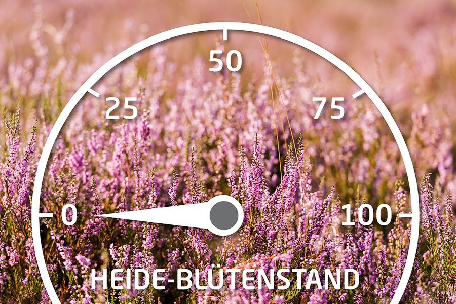 Heideblüten-Barometer: Wann blüht die Heide?