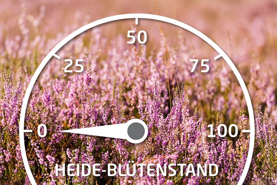 Heideblütenbarometer 0 Prozent