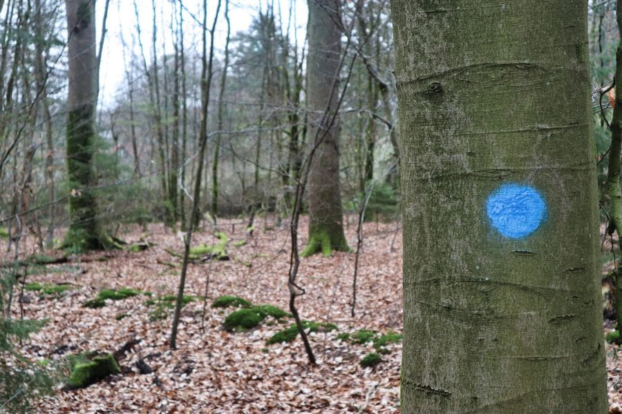 Wald