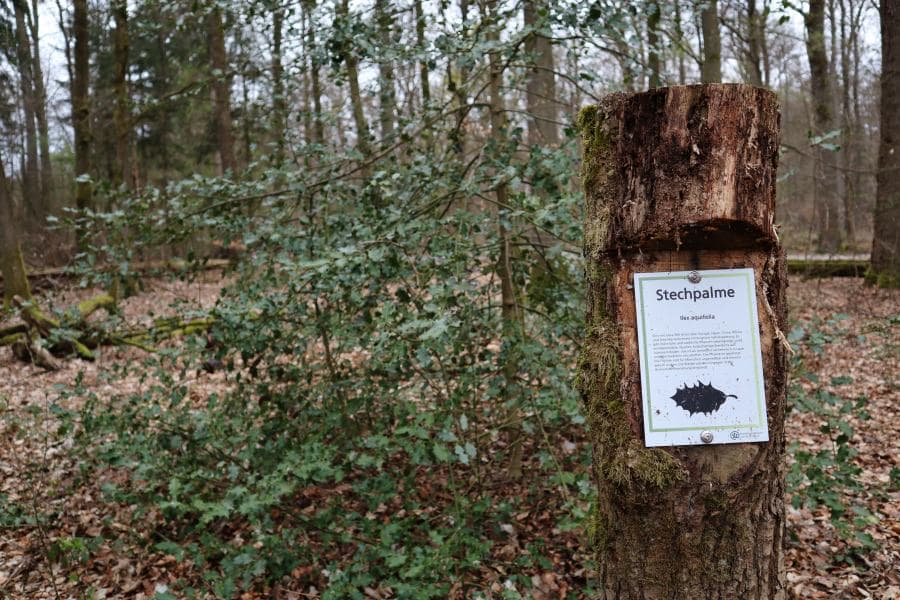 Stechpalme, Wald
