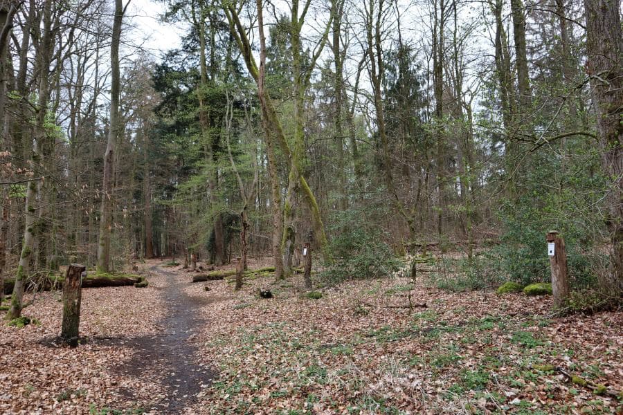 Wald