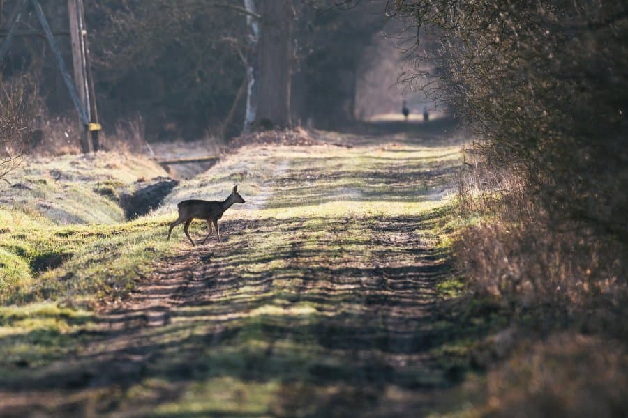 Rehe im Postmoor