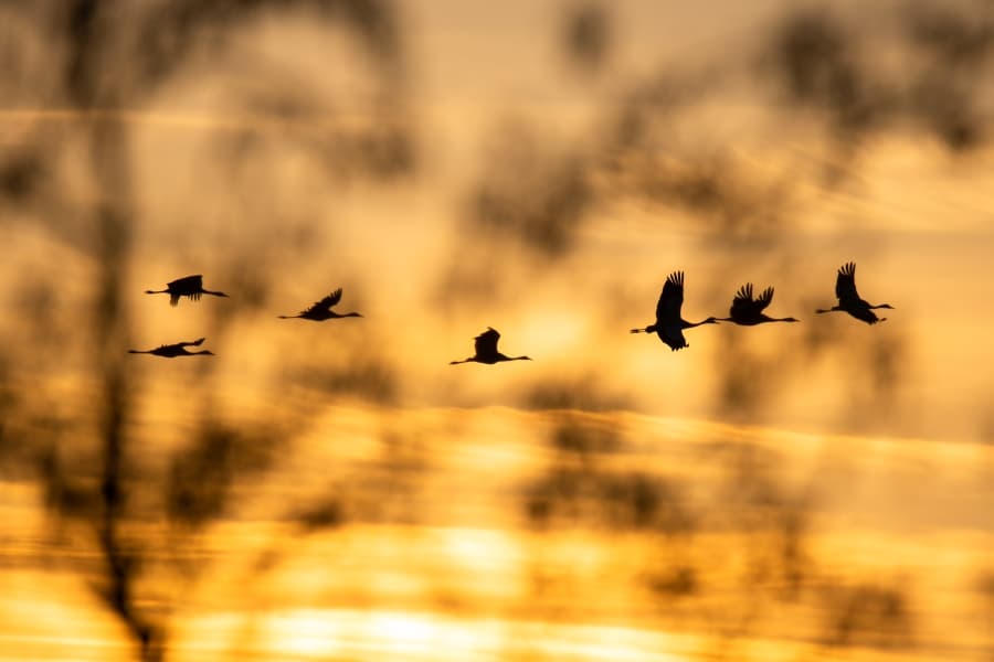 Kraniche im Sonnenaufgang im Postmoor