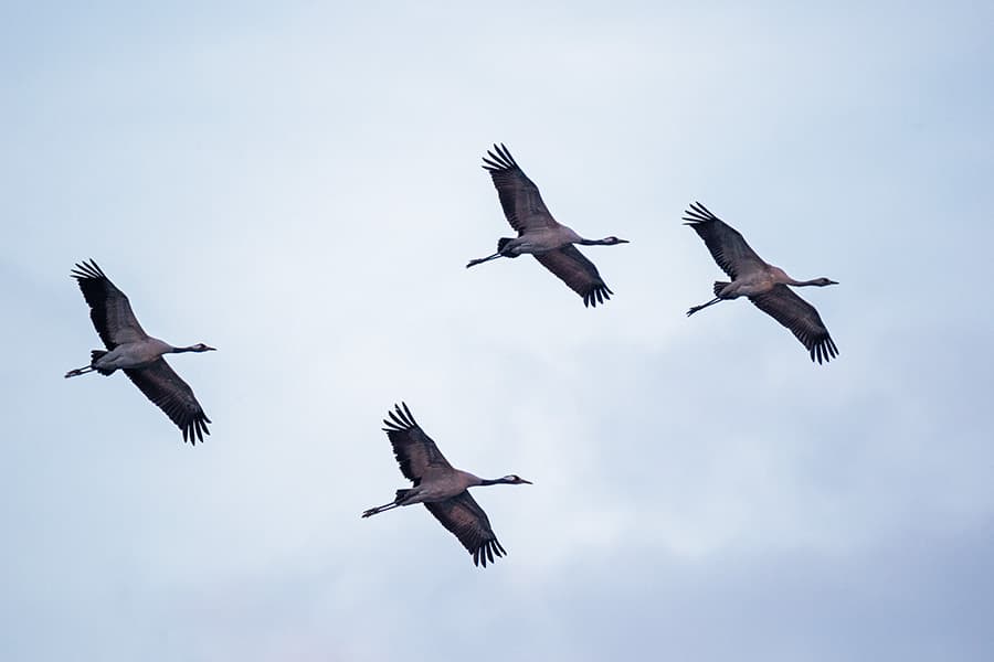 Kraniche im Vogelzug über der Lüneburger Heide