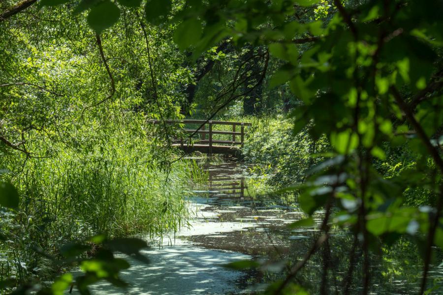 Der Klosterpark Wienhausen lädt zu idyllischen Spaziergängen durch wunderschöne Natur mit uraltem Laubbaumbestand und kleinen wasserläufen mit hübschen Brückchen ein.