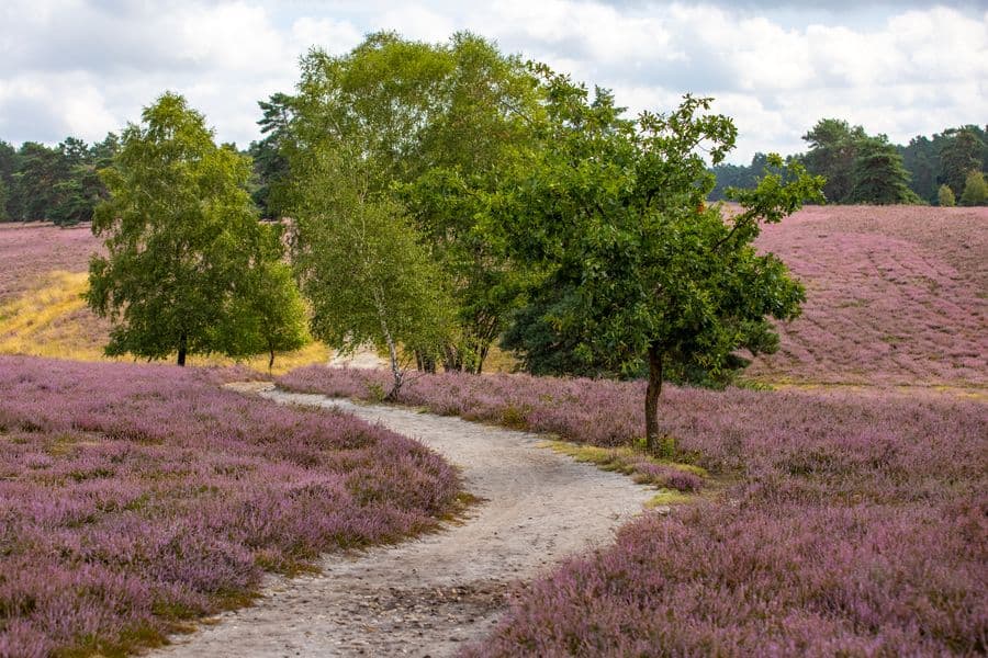 Misselhorner Heide bei Hermannsburg