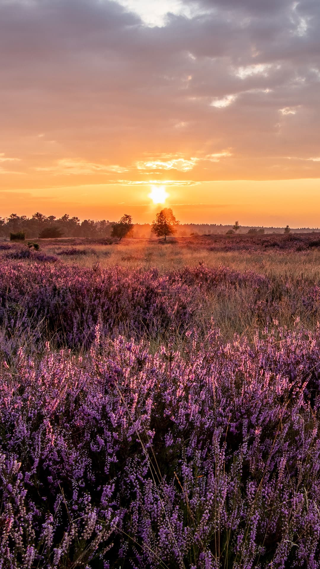 Kostenloses Handyhintergrundbild Sonnenuntergang