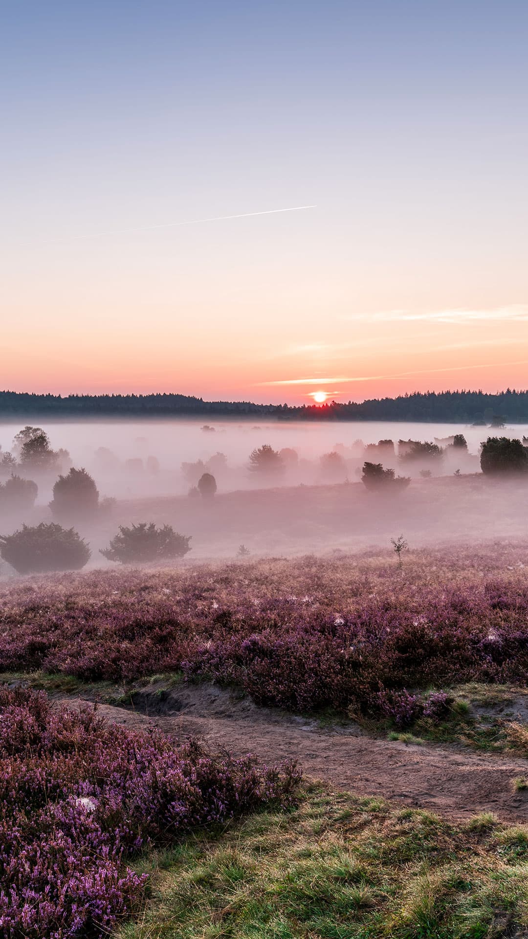 Kostenloses Handyhintergrundbild Nebelmorgen