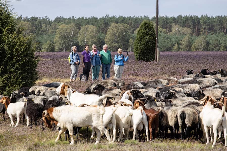 Gästeführung in der Lüneburger Heide