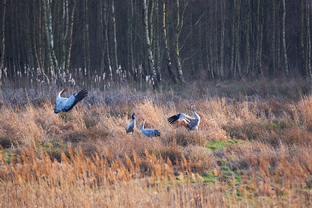 Kraniche im Postmoor