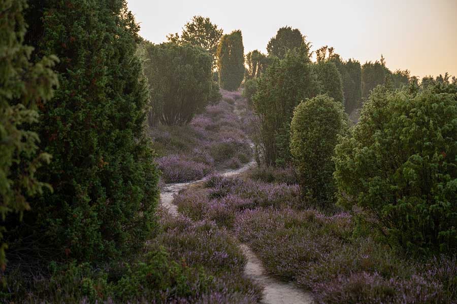 Ellerndorfer Wacholderheide mit schmalem Pfad durch die Wacholder