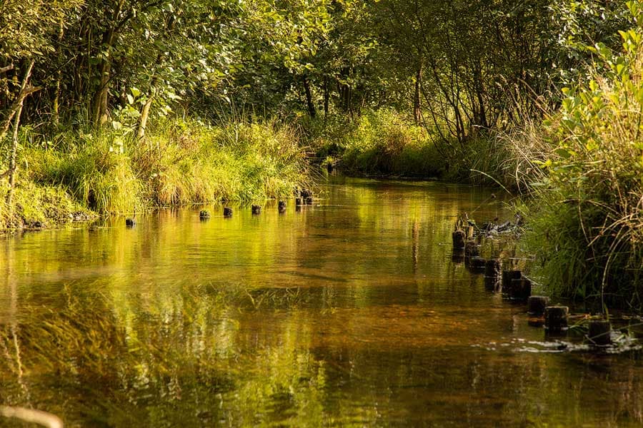 Der Heidebach Lutter fließt durch den Bruchwald bei Endeholz