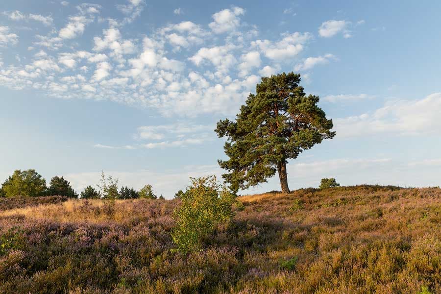 Schwindebecker Heide