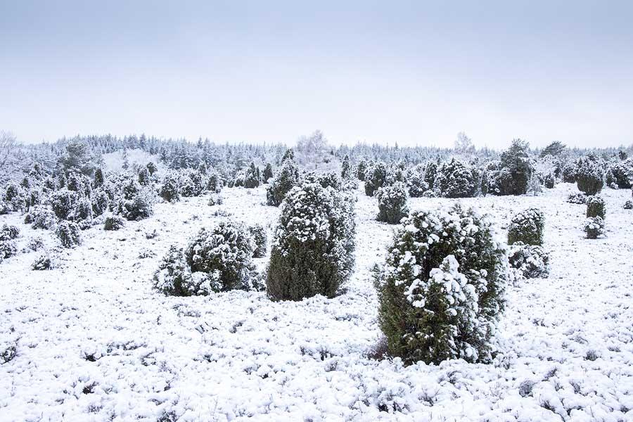 Die Ellerndorfer Wacholderheide im Winter mit schneebedeckten Wacholdern