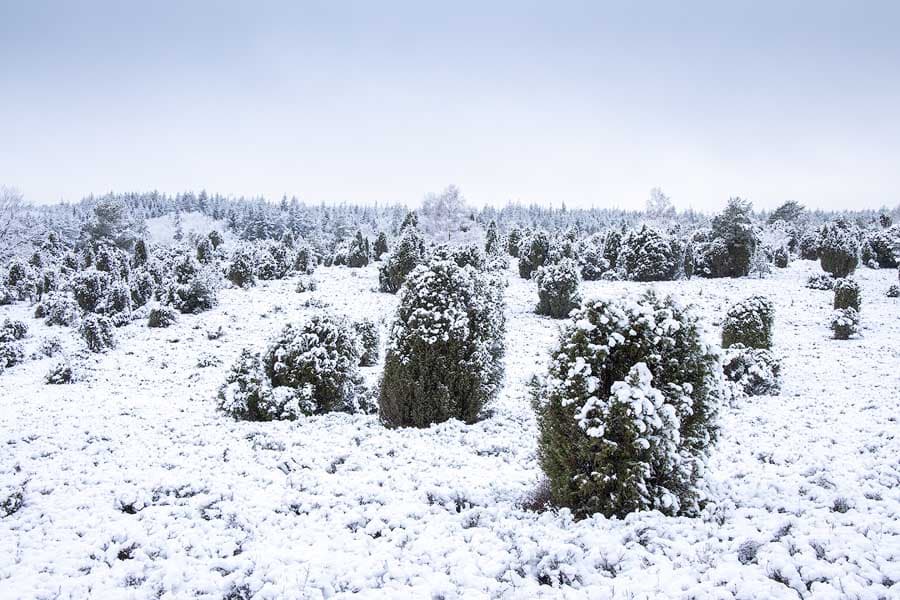 Die Ellerndorfer Wacholderheide im Winter