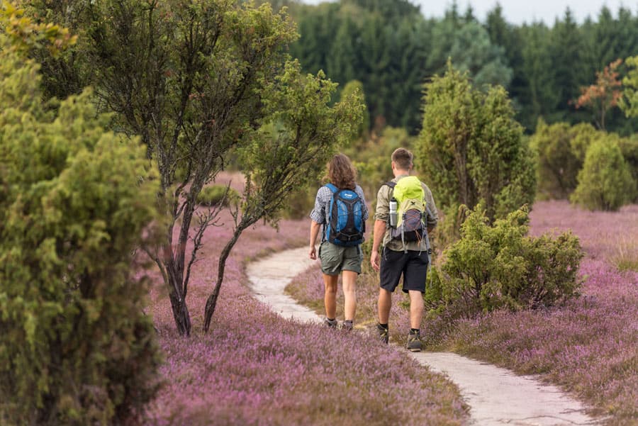 heide, erika, calluna, lila, wandern, menschen