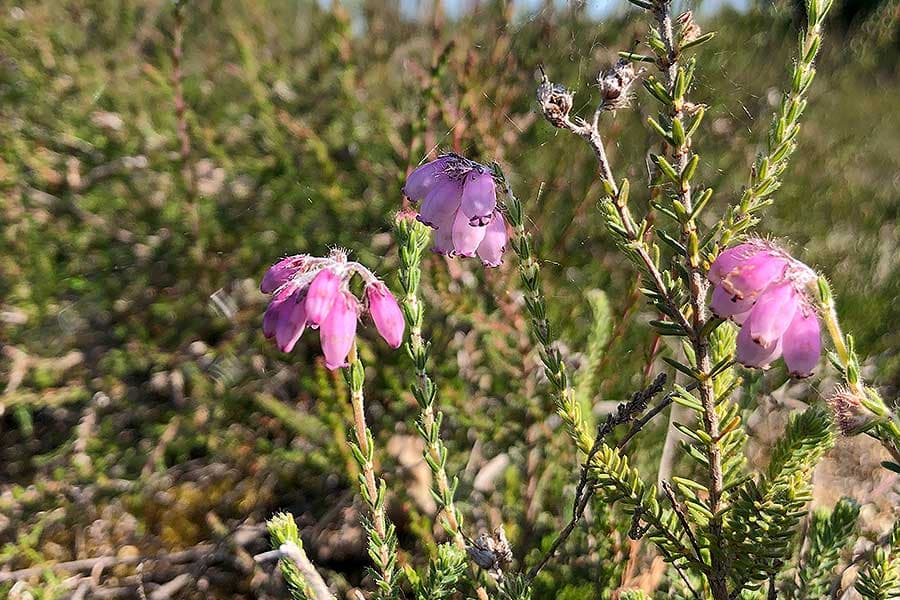 Glockenheide wächst in den feuchten Gebieten der Lüneburger Heide