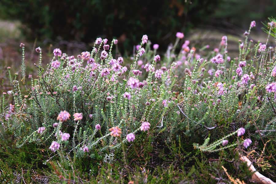 Glockenheide blüht früher, als die Besenheide