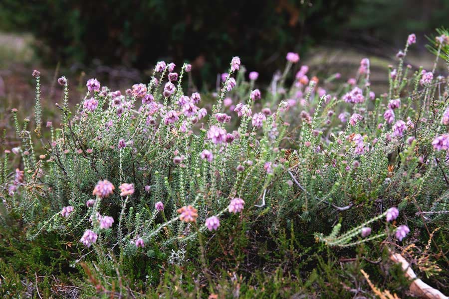 Glockenheide