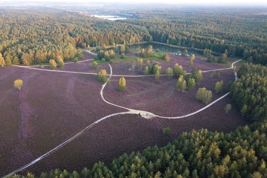 Angelbecksteich Hermannsburg zur Heideblüte