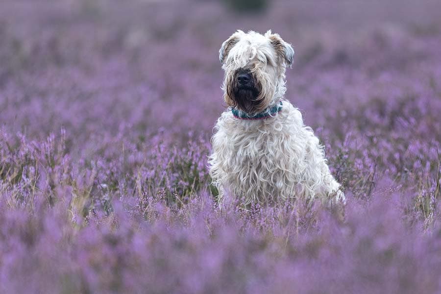 Hunde Porträt in der Heide, ohne die Wege zu verlassen