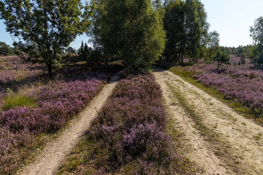 Parallelweg am Wilseder Berg