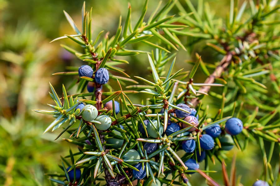 Wacholder mit Wacholderbeeren