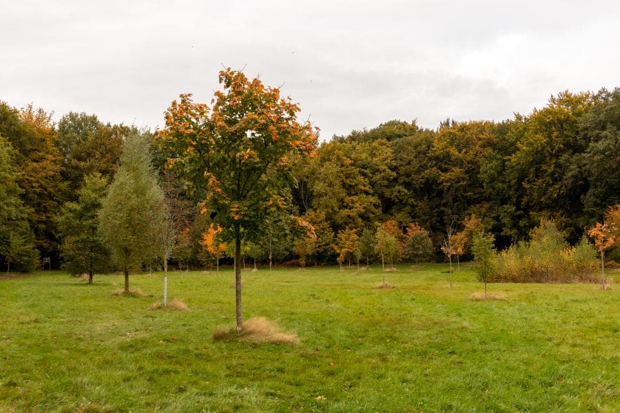 Bäume pflanzen, Wald, gebiet, landschaft, felder