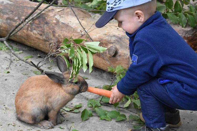 Junge mit Kaninchen in dem Filmtierpark in Eschede