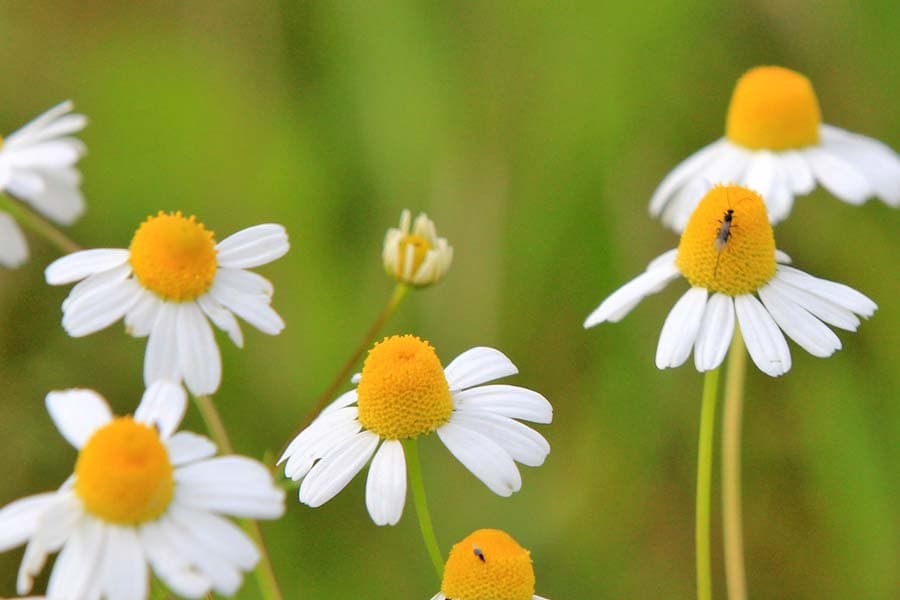 GlücksMomente in der Lüneburger Heide