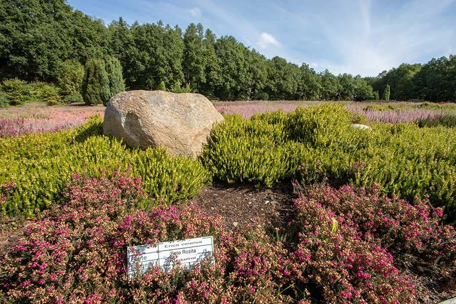 Im Heidegarten Schneverdingen blüht immer die Heide