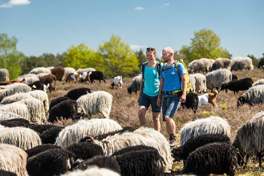 Heidschnucken am Tütsberg in Schneverdingen