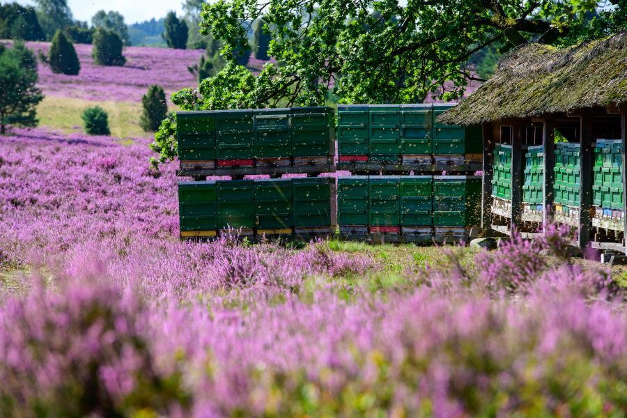 Bienenstöcke mit Bienenvölkern während der Heideblüte in der Lüneburger Heide