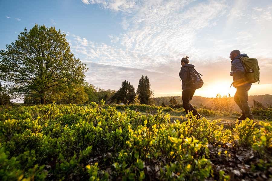 Die wunderbare Heidelandschaft ist ideal zum Wandern