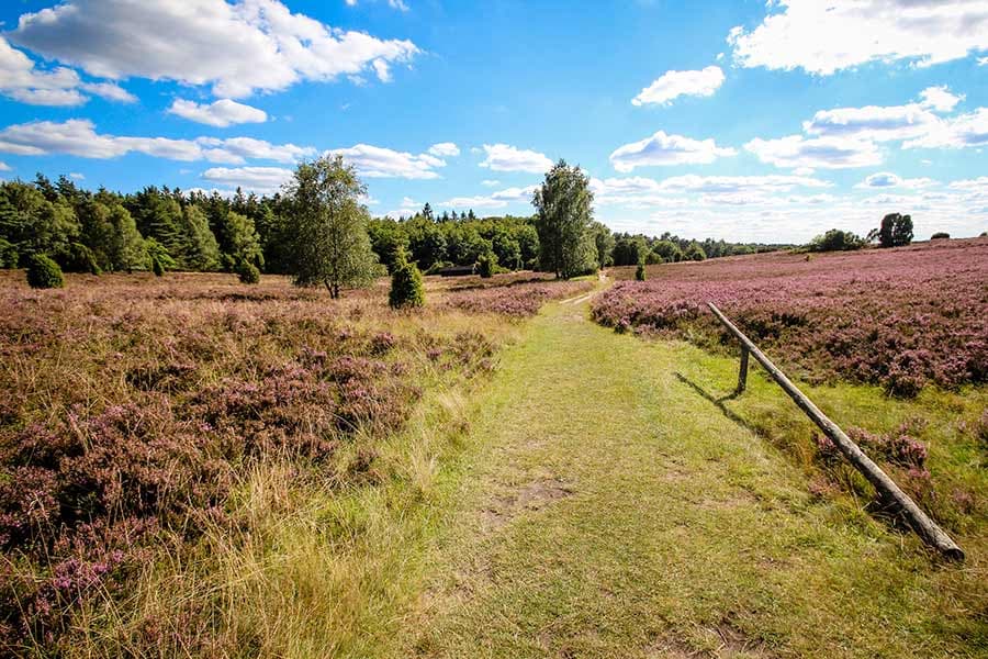 Wandern durch die Weite der Heide