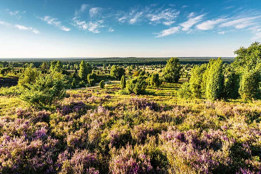 Der Ausblick vom Gipfel des Wilseder Berges auf die weite Heide