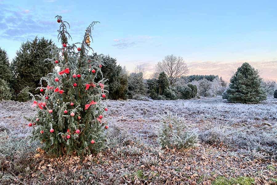 Der Weihnachtswacholder