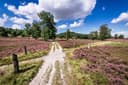 5001-Heidschnuckenweg-Etappe1-Fischbeker-Heide-Druck©Lüneburger Heide GmbH